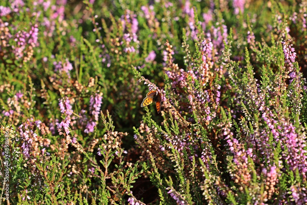 Obraz premium Kleiner Feuerfalter (Lycaena phlaeas) auf blühendem Heidekraut im Hochmoor