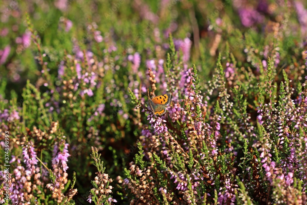 Kleiner Feuerfalter (Lycaena phlaeas) auf blühendem Heidekraut im Hochmoor