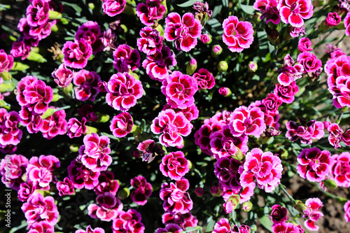 Fototapeta Naklejka Na Ścianę i Meble -  Floral background made of blooming pink garden carnation. Macro view of purple blossom bush.Small beautiful flowers.  Springtime and summer concept. Gardening, floristry. Space for text. 
