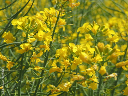 Flores de colza