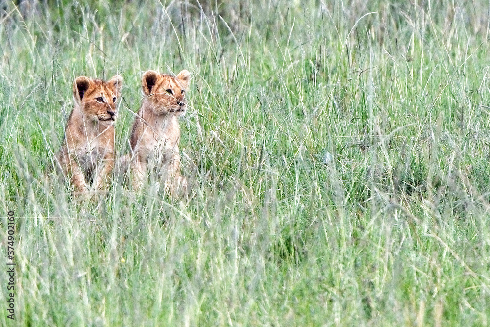 Lion (Panthera leo), two cubs in the long grass, Maasai Mara, Kenya. Lion (Panthera leo), two cubs in the long grass, Maasai Mara, Kenya.