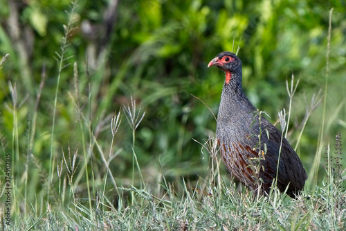 Red-necked Spurfowl or Red-necked Francolin (Pternistis afer), male, Maasai Mara, Kenya.