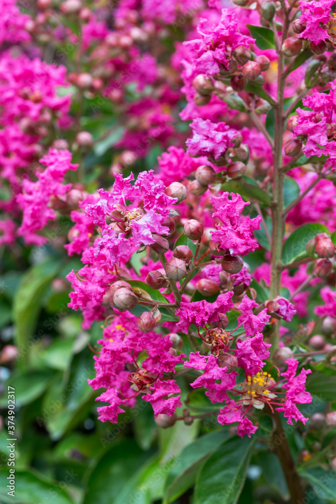 Purple flower Lagerstroemia indica (crape myrtle) blooms in Aivazovskoye park in Crimea. Russia. Macro. Pink and magenta colors