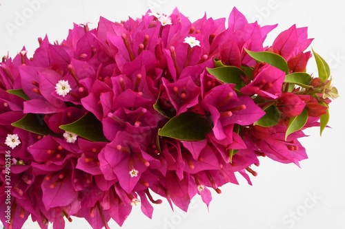 Closeup of a Deep Pink Flowering branch of Miniature Bougainvillea