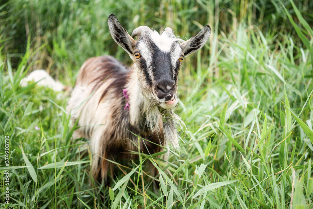 Domestic smoke goat with horns walking in pasture, enjoying warm summer day. Closeup view of beautiful gray farm animal with collar on long leash in countryside eating grass. Farm animals concept. Domestic smoke goat with horns walking in pasture, enjoying warm summer day. Closeup view of beautiful gray farm animal with collar on long leash in countryside eating grass. Farm animals concept.