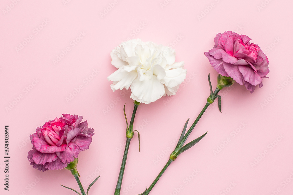 Purple and white carnation flower on pink background Purple and white carnation flower on pink background