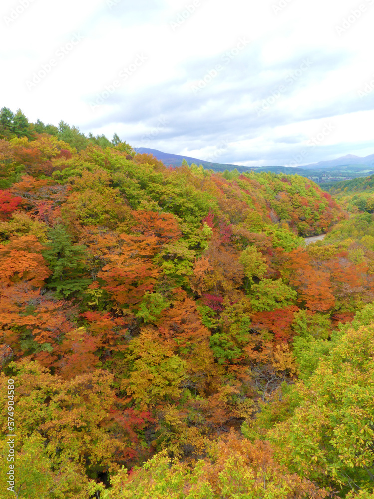 Yellow and red leaves in autumn, Hachimantai, Iwate, Japan Yellow and red leaves in autumn, Hachimantai, Iwate, Japan