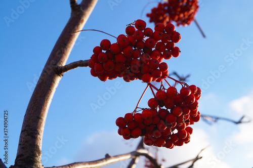 Rowan, berry