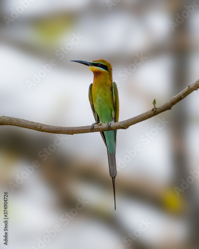 Blue-tailed bee-eater © MalcStock