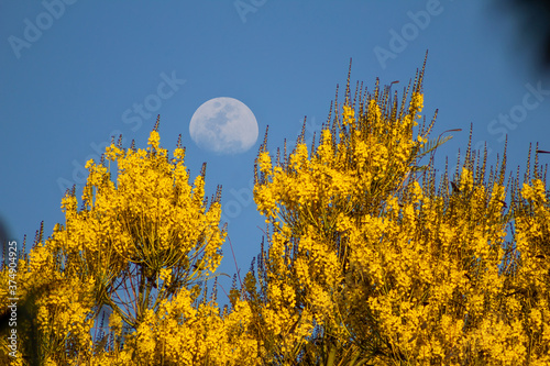 Cachos de flores de guapuruvu com lua e céu azul ao fundo. photo