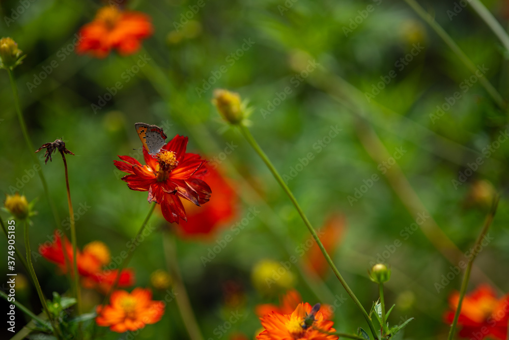 red poppy flower in field