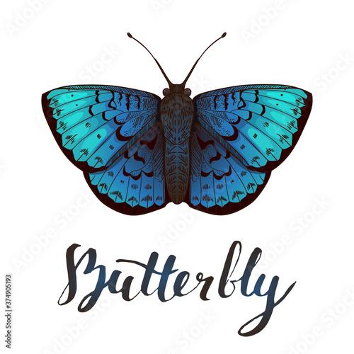 Vector illustration of blue butterfly, isolated on white