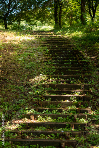 footpath in the woods