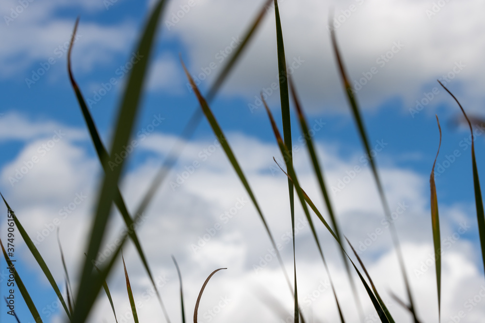 Selective focus on dark green reeds blowing in the wind against a cloudy blue sky Selective focus on dark green reeds blowing in the wind against a cloudy blue sky