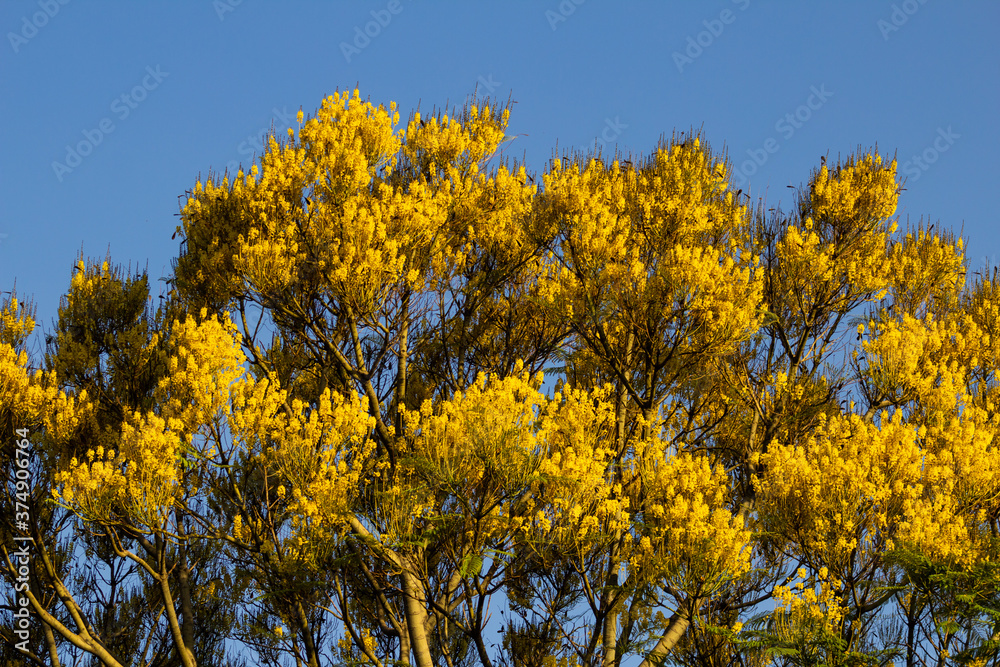 Topo de guapuruvu cheio de cachos de flores em parque com céu azul ao fundo.