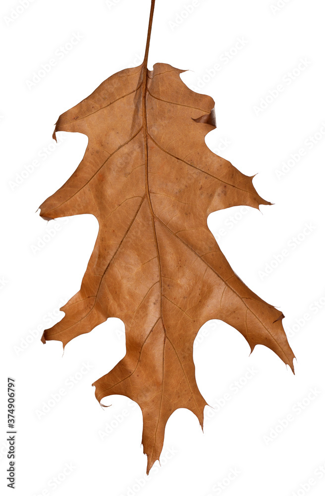 Fototapeta premium Autumn oak-tree leaf