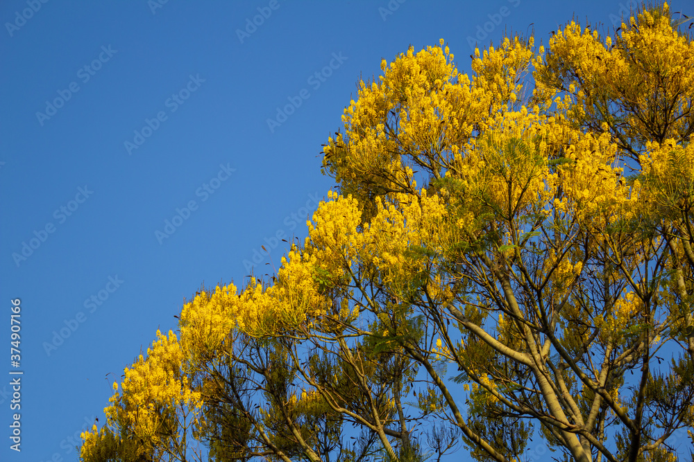 Fototapeta premium Detalhe de guapuruvu florido com céu azul ao fundo.