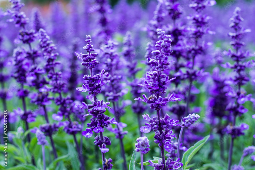 Obraz premium aromabackgroundbeautifulbeautybloombloomingblossomblueblue salviablurcloseupcolorcolorfuldelicatefieldfloralfloral backgroundflowerflower bedfocusgardengardeninggreengrowthherbherbalhorticulturelavend