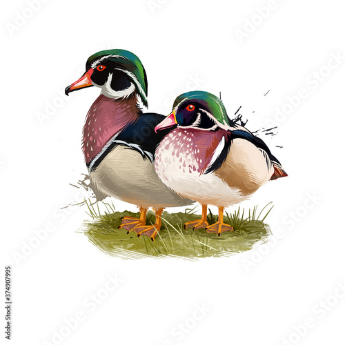 Photography Wood Duck digital art illustration isolated on white