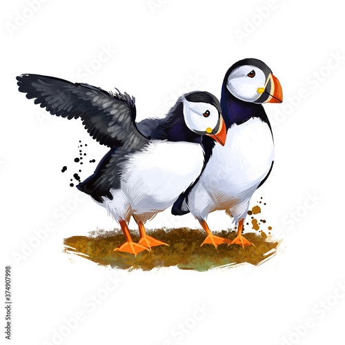 Atlantic Puffin digital art illustration isolated on white. Species of seabird in auk family  arctic coastal bird  pair of tufted and horned puffins of black and white color with orange beak