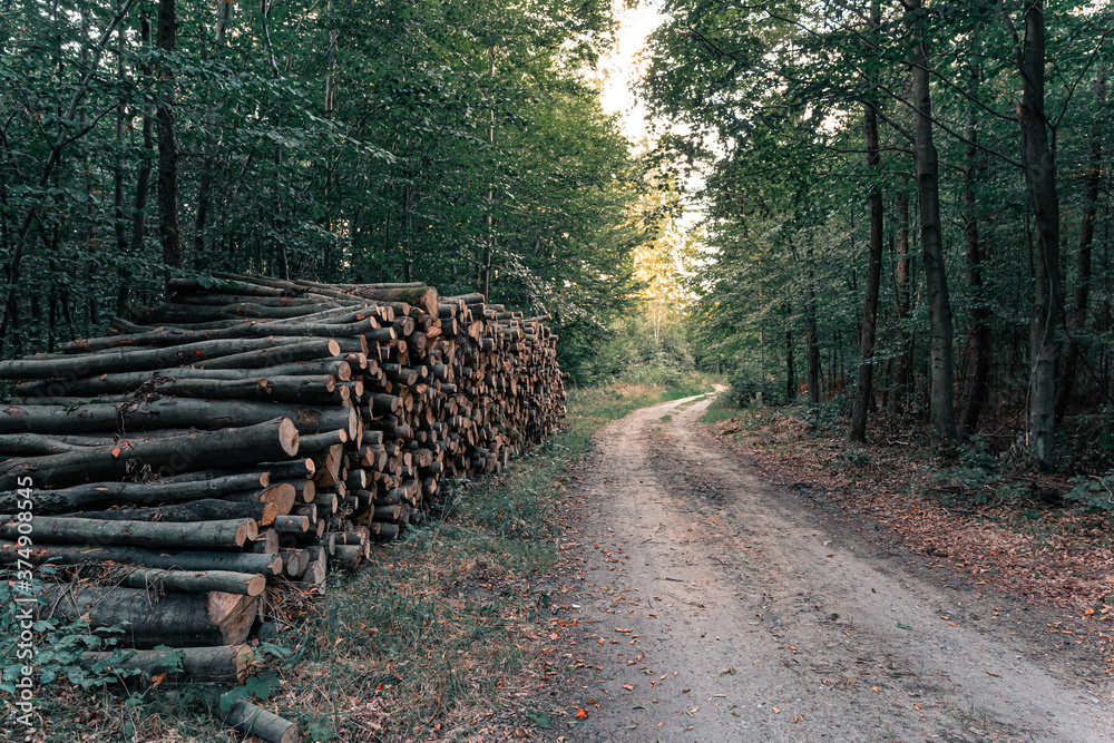 Wood pile in the forest near logging road or path at sunset - obrazy, fototapety, plakaty 