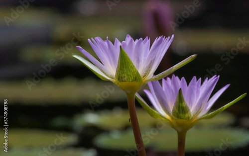 Beautiful purple lotus in pond