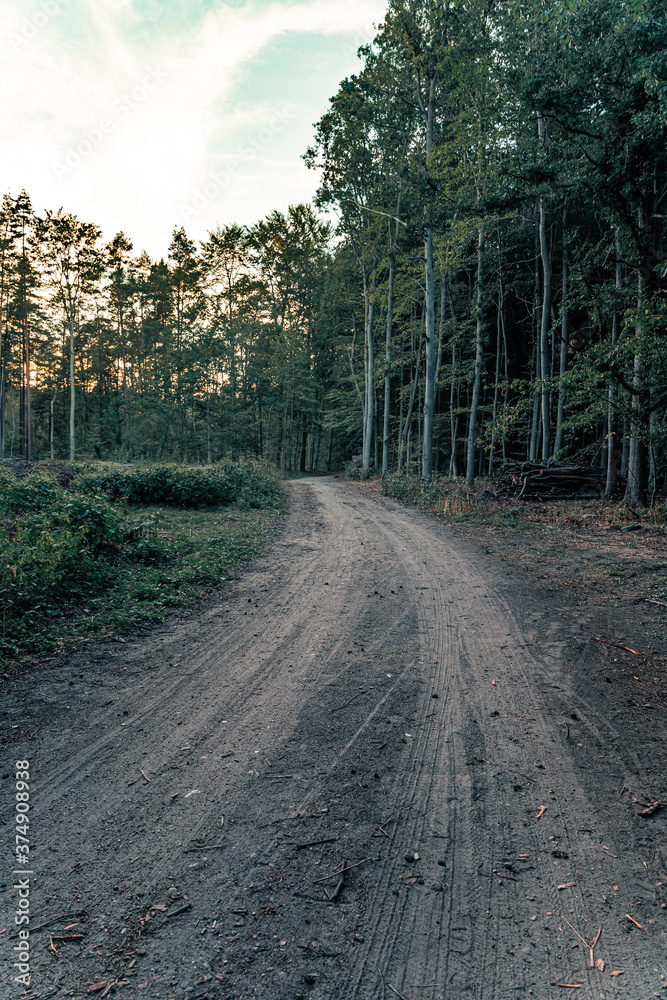 Logging road or path in the forest at dusk. Vertical orientation Logging road or path in the forest at dusk. Vertical orientation