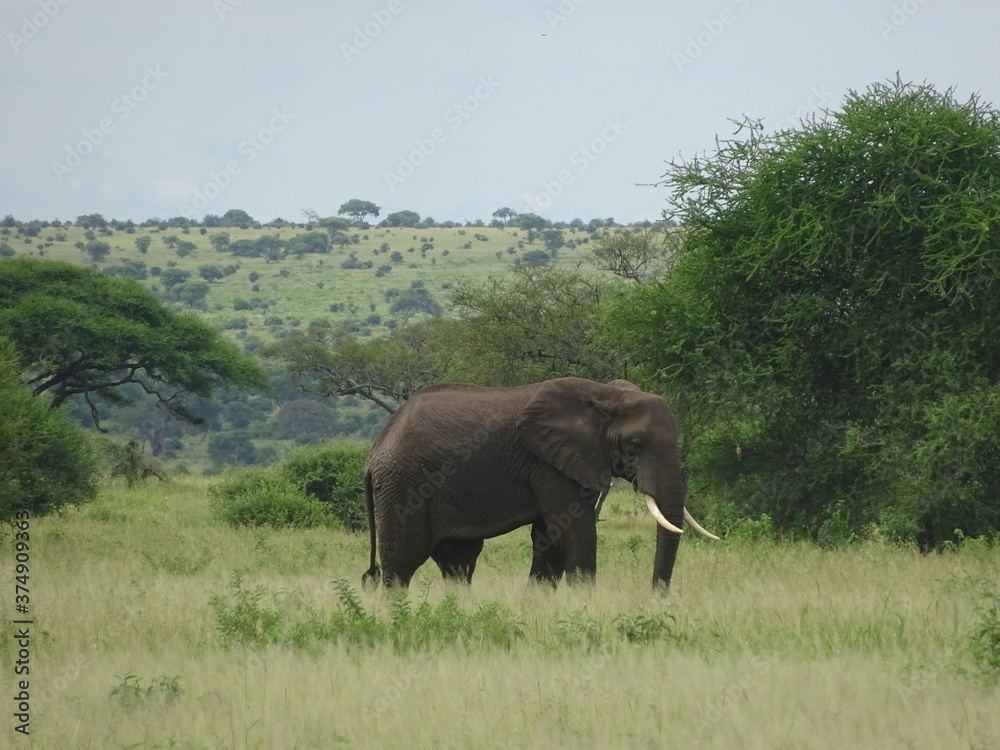 Elephant in the wild Elephant in the wild