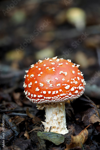 Amanita muscaria - Fly toadstool