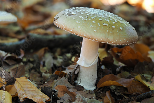 Amanita pantherina photo