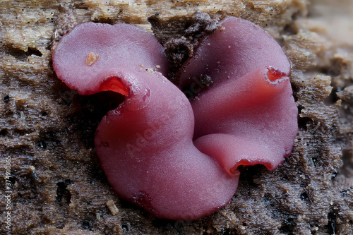 Ascocoryne cylichnium photo