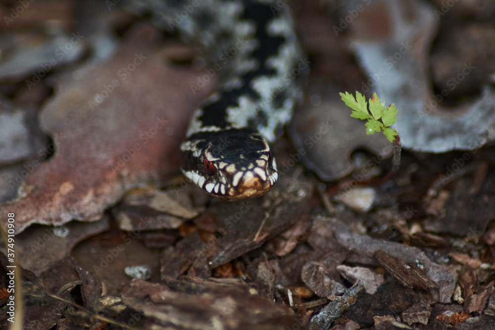 Fototapeta premium snake in the forest. Viper