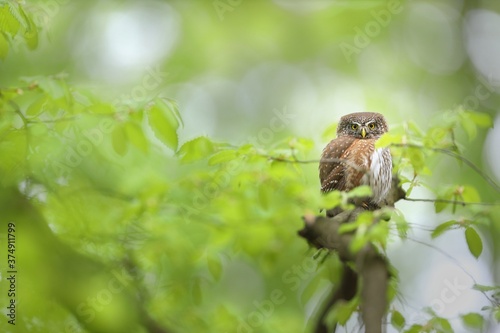 Alert eurasian pygmy owl, glaucidium passerinum, looking into camera in summer forest with copy space. Attentive bird of prey sitting on a branch with green leafs and observing.
