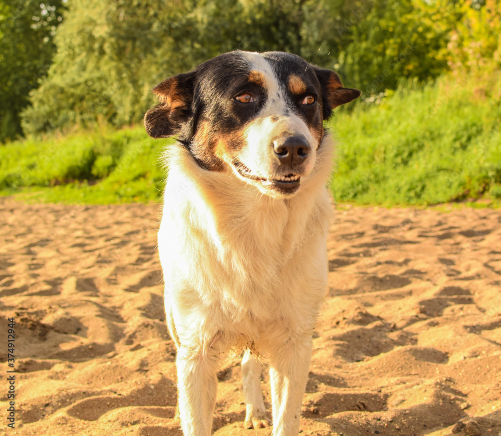 Dog poses on the sea sand. Mongrel dog on a blurred background of nature. Dog poses on the sea sand. Mongrel dog on a blurred background of nature.