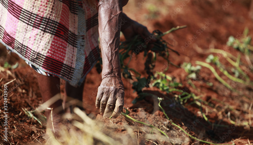 23.05.2014, Thoyandou, South Africa - Women gardens in the red dirt close to Thoyandu in rural South Africa.  - obrazy, fototapety, plakaty 