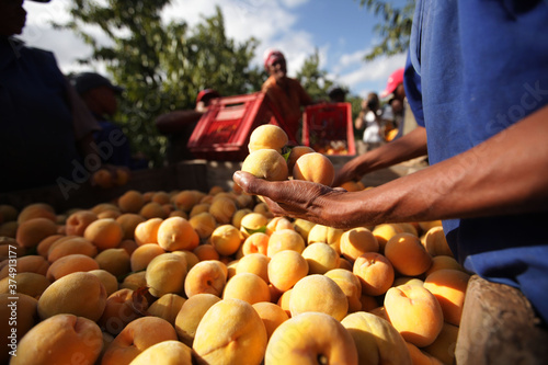 A farm worker picks peaches on a farm in Robertson, Western Cape, South Africa.  photo