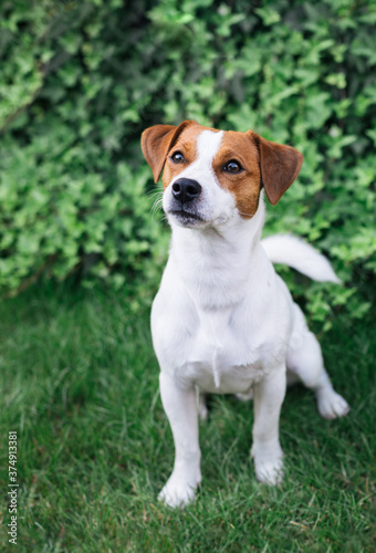 Adorable puppy Jack Russell Terrier on a green grass in a garden.