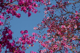 Moldura com flores cor-de-rosa de nó-de-porco e céu azul ao fundo.