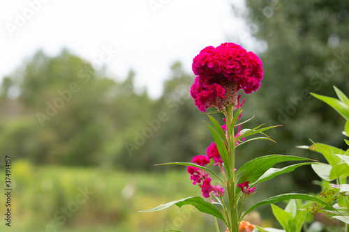celosia / cockscomb flower in garden