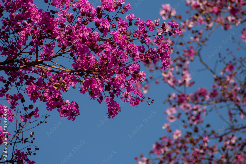 Flores cor-de-rosa com céu azul ao fundo.