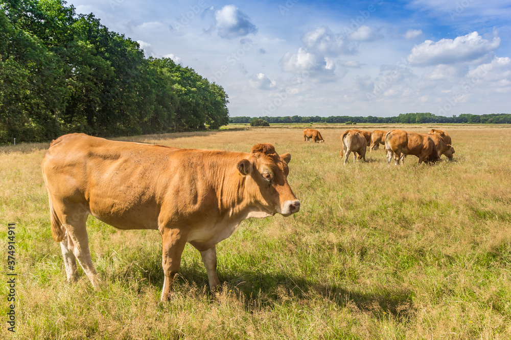 Brown cows in the landscape of Drenthe, Netherlands Brown cows in the landscape of Drenthe, Netherlands