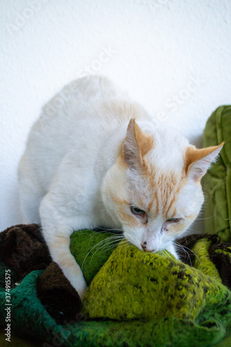 White cat kneading paws in fluffy blanket