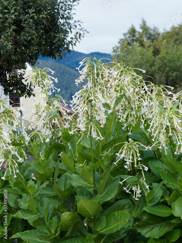 Nicotiana sylvestris | Woodland tobacco or flowering tobacco with long, tubular, trumpet, white flowers above broad light green leaves on many-branched stems  photo