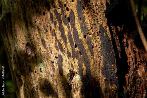 Tronco de árvore brasileira em close up com muita textura. Planta na floresta em macro com limo, líquen, superfície da madeira e detalhes. photo