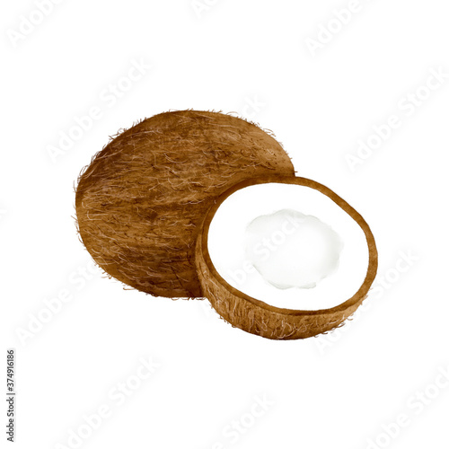 Watercolor Illustration of coconut. One whole and one cut in half isolated on white background.
