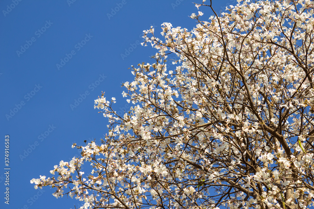 Ipê florido com céu azul ao fundo.