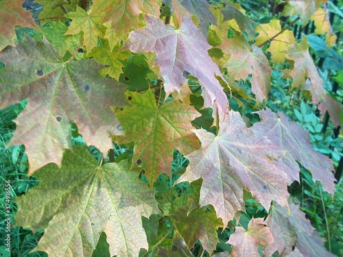 maple leaves in autumn