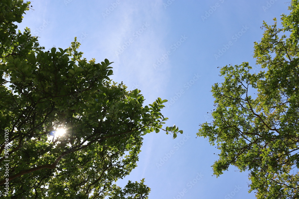 Obraz premium 木と空のコラボレーション