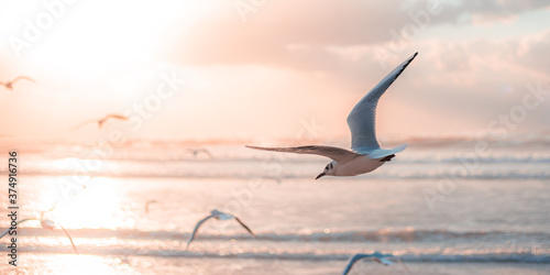 birds flying over the sea photo