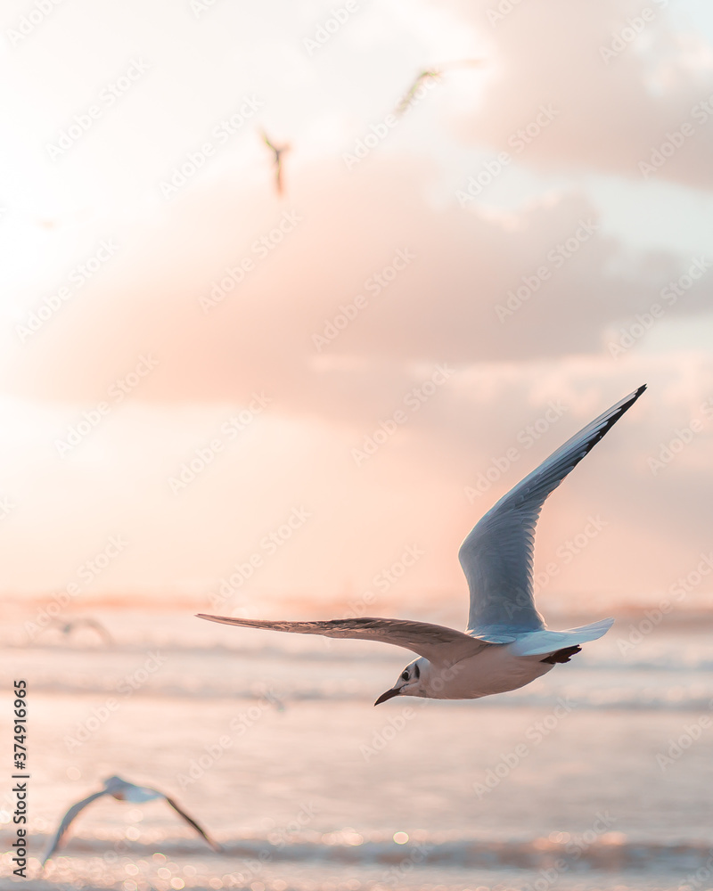 Naklejka premium seagull in flight